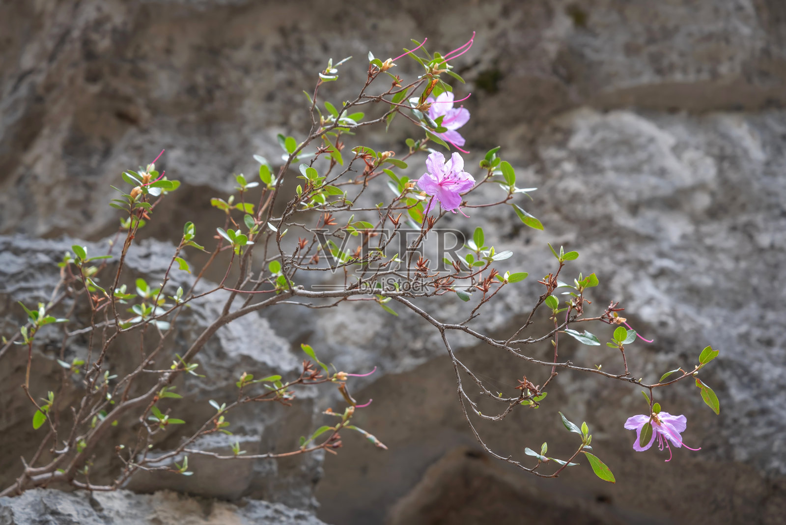 野生迷迭香杜鹃花枝山春天照片摄影图片