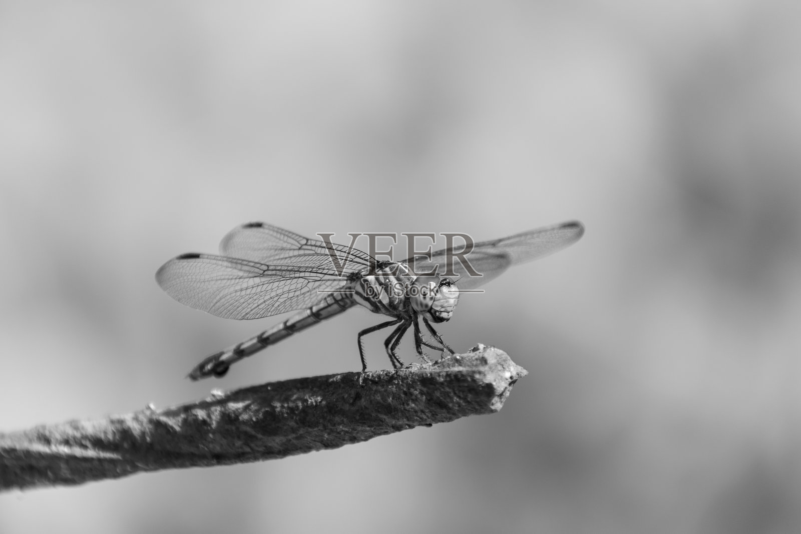 蜻蜓照片摄影图片