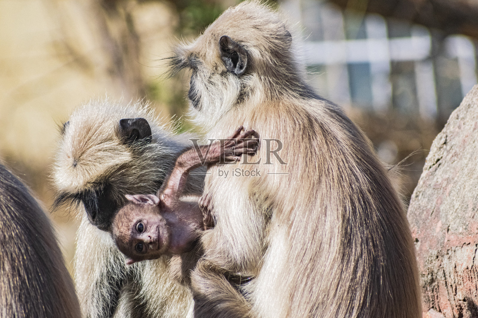 小猴子试图从妈妈的腿上跳下来照片摄影图片