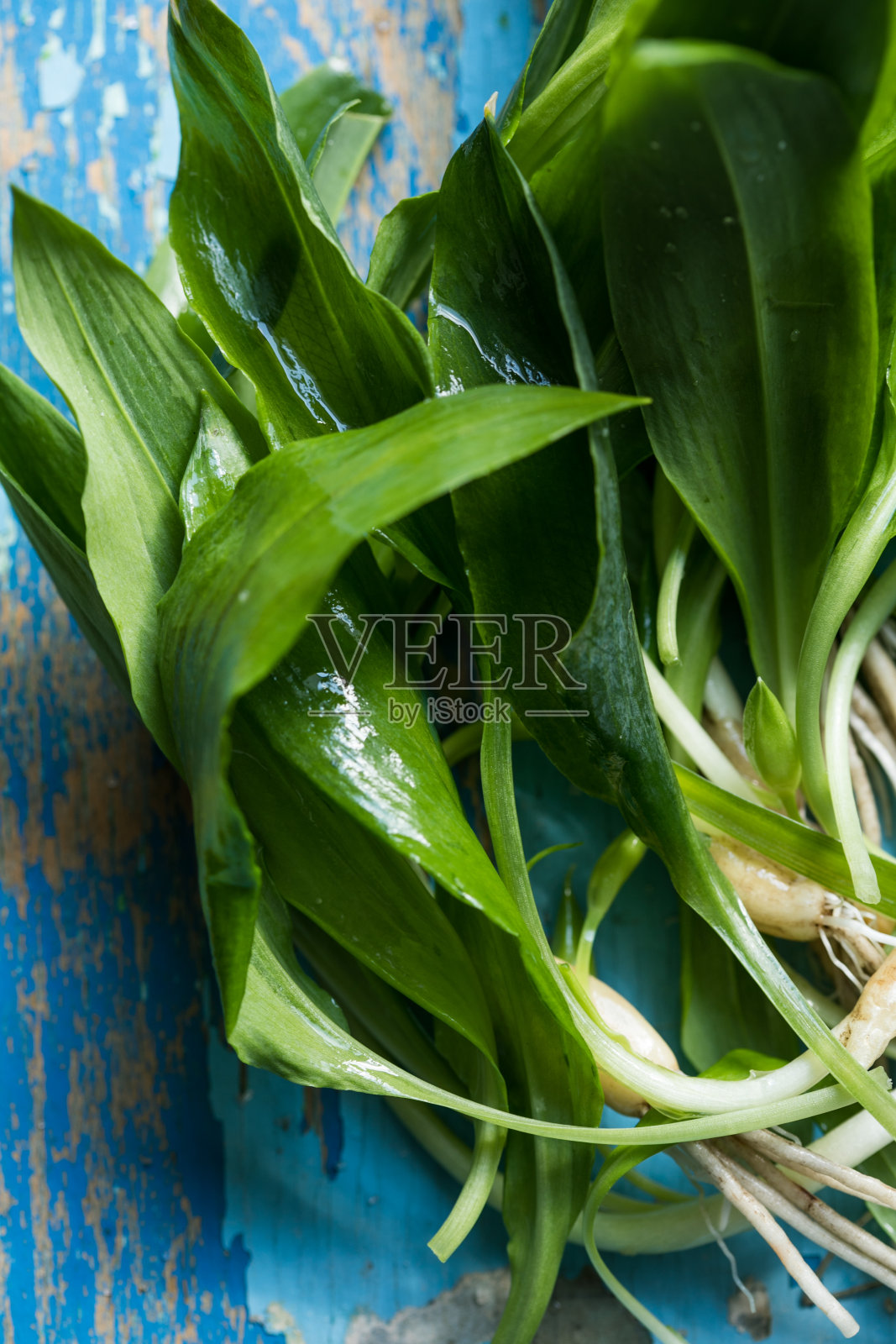 一束新鲜采摘的绿色野生大蒜叶在黑色的背景，近距离。绿色野生韭菜或拉姆生的健康叶子照片摄影图片