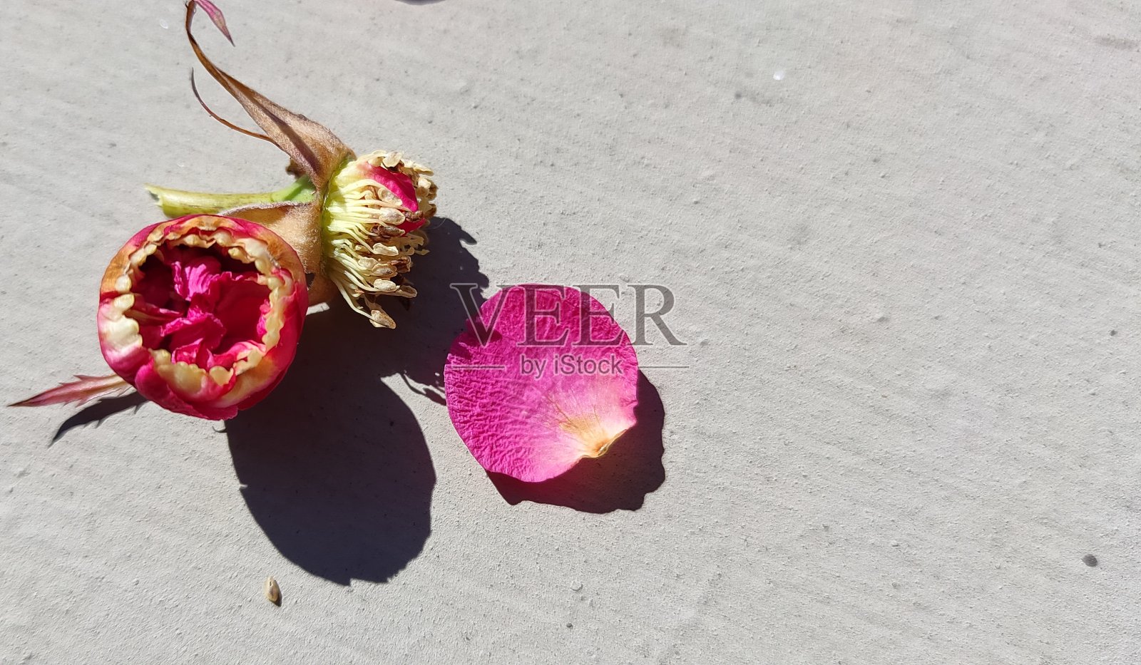 在玫瑰照片摄影图片