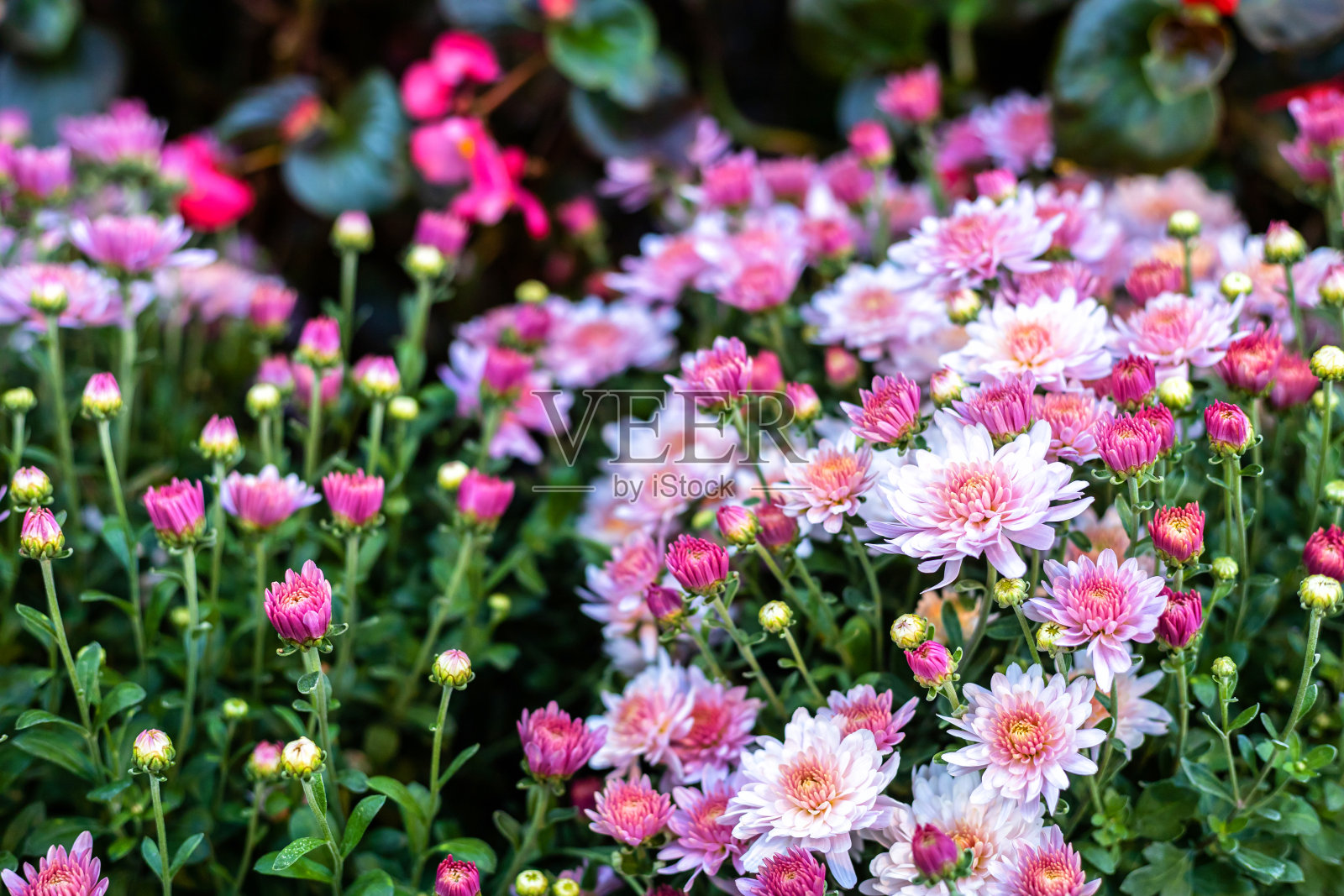 紫色薰衣草和切割机田花在自然花园的背景照片摄影图片