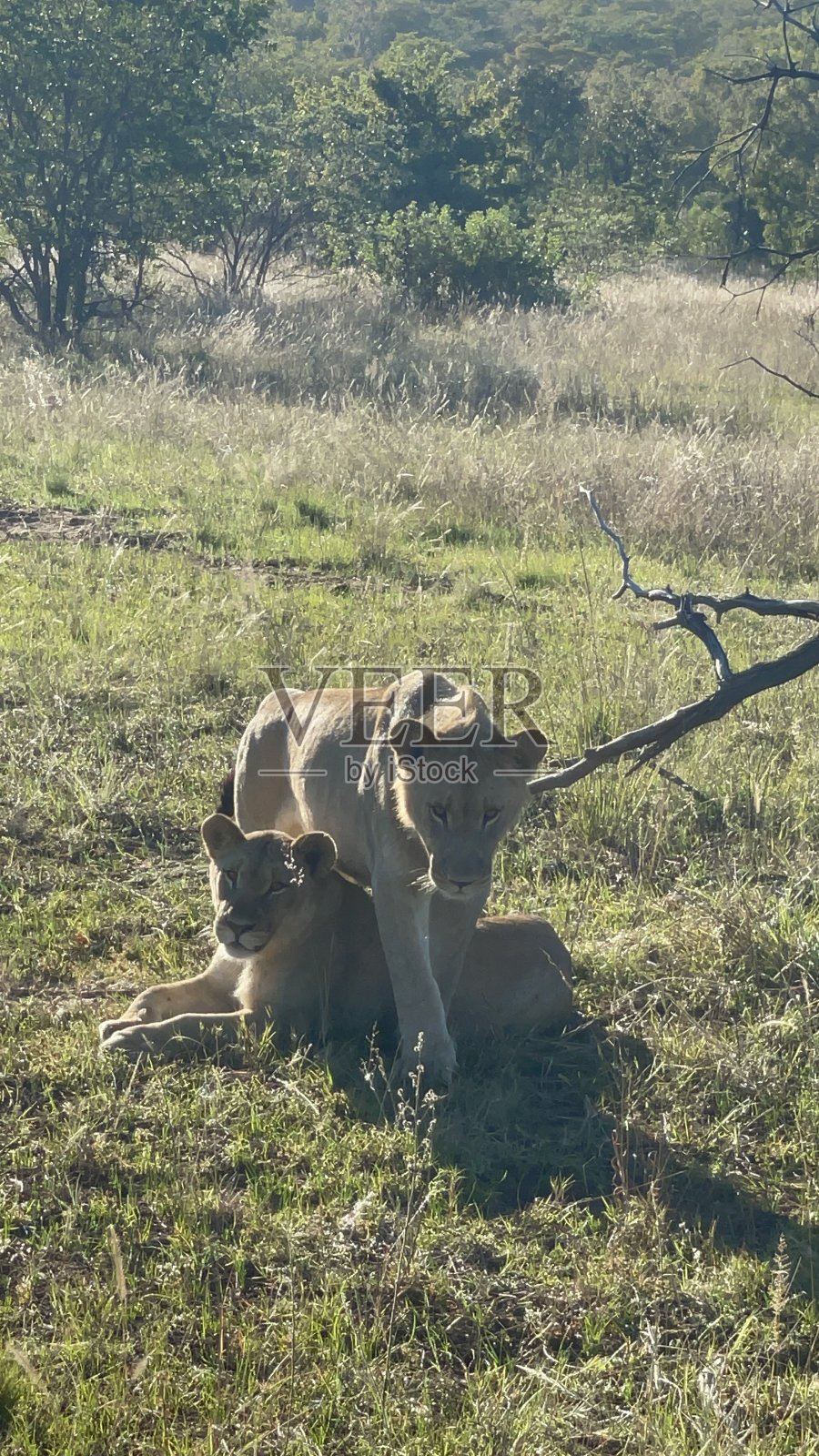 草地上的狗画像照片摄影图片