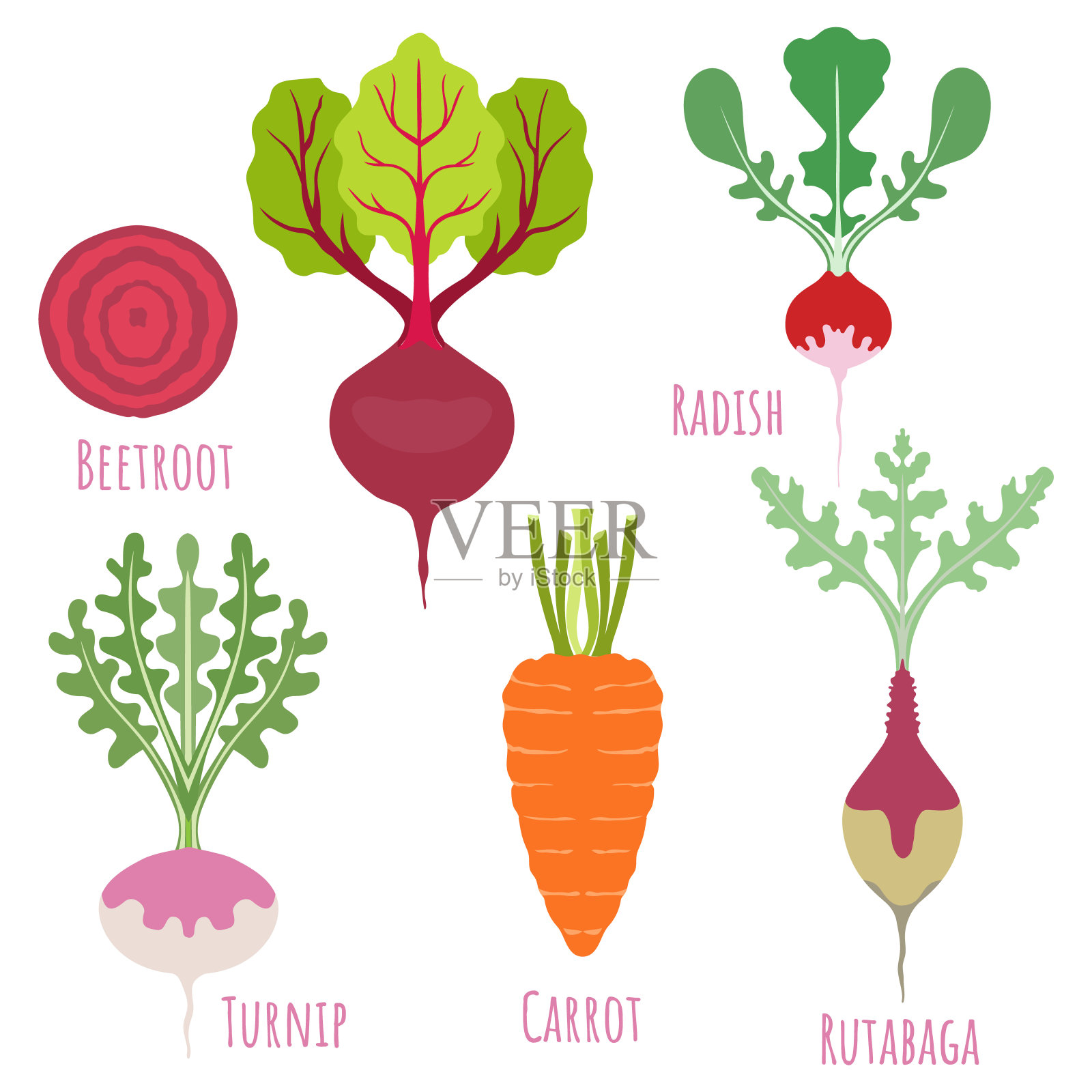 普通食用根类蔬菜孤立在白色上插画图片素材