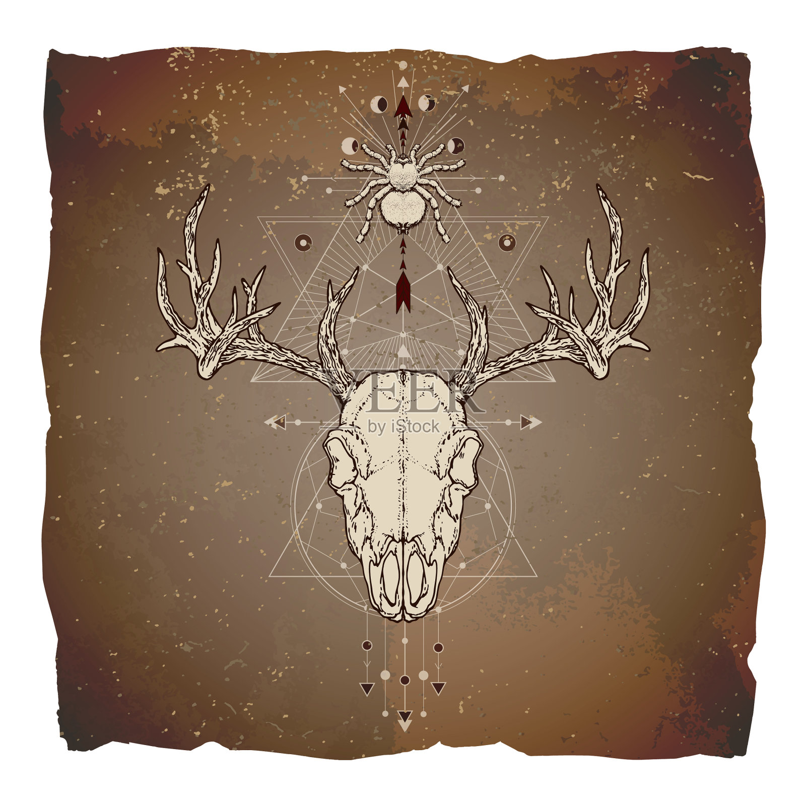 鹿头骨和蜘蛛设计元素图片