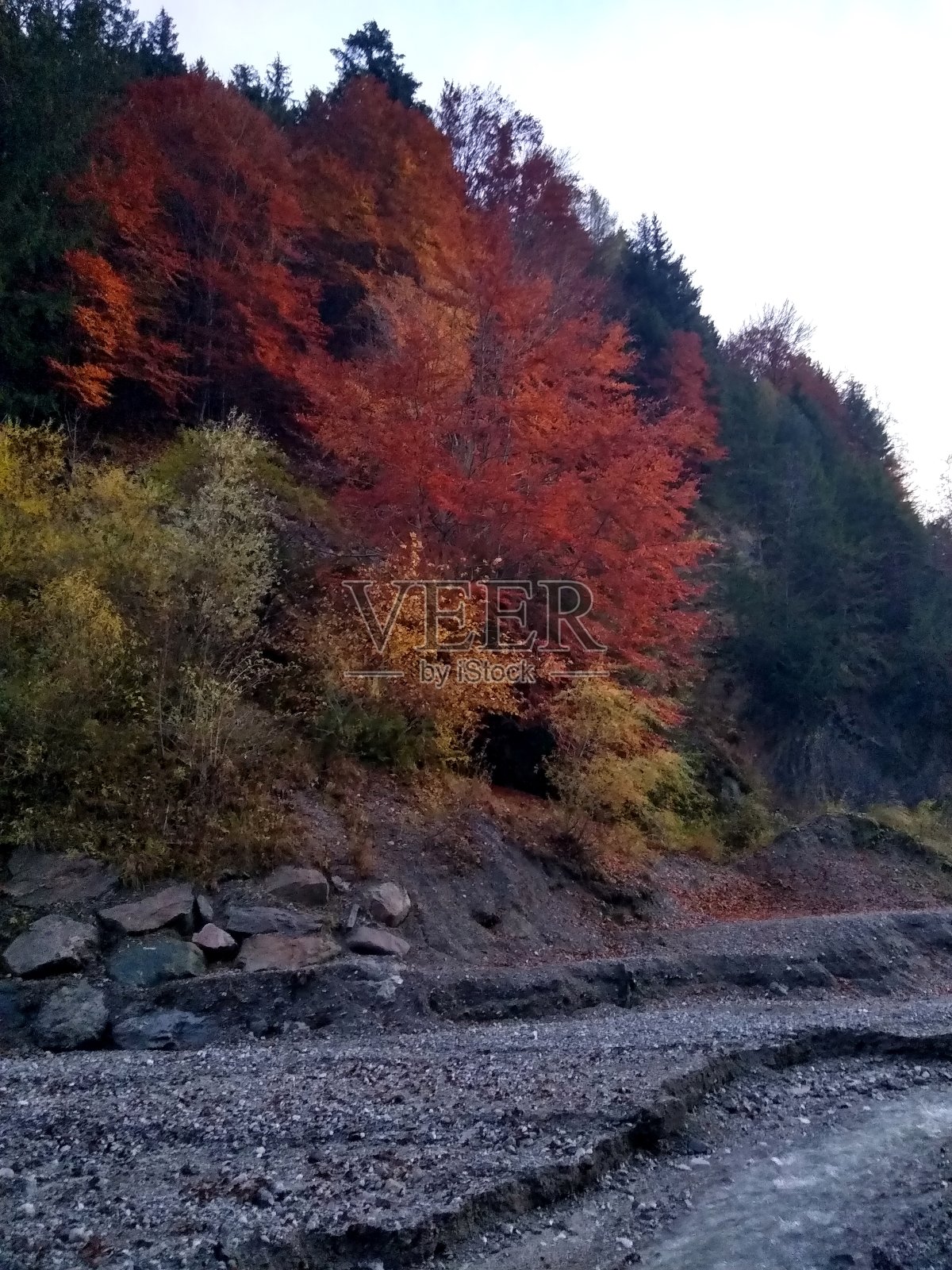 黄昏时五颜六色的秋叶照片摄影图片
