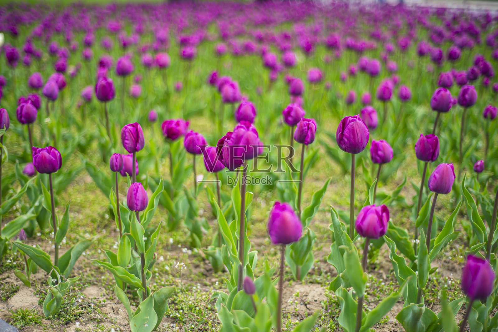 春天在公园花坛上的紫色郁金香照片摄影图片