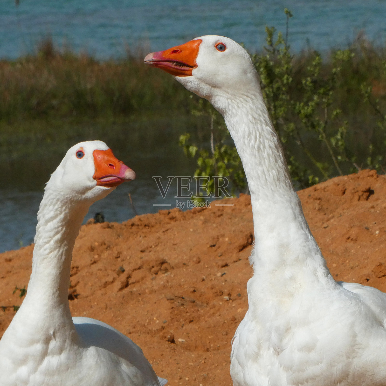 两只蓝眼白鹅的画像照片摄影图片