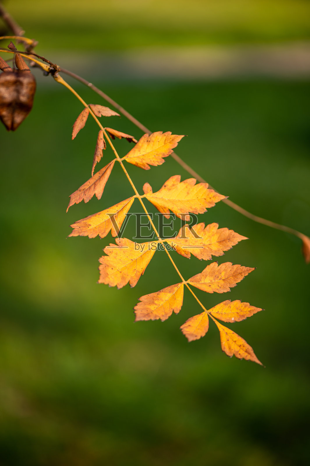 秋叶库存视频照片摄影图片