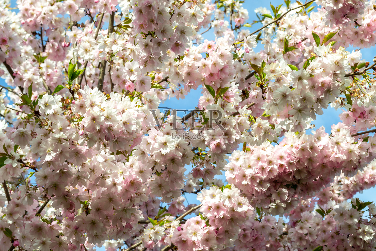 一丛盛开的樱花。娇嫩的粉红色花朵在户外盛开。美丽的春天背景在一个晴朗的天气照片摄影图片