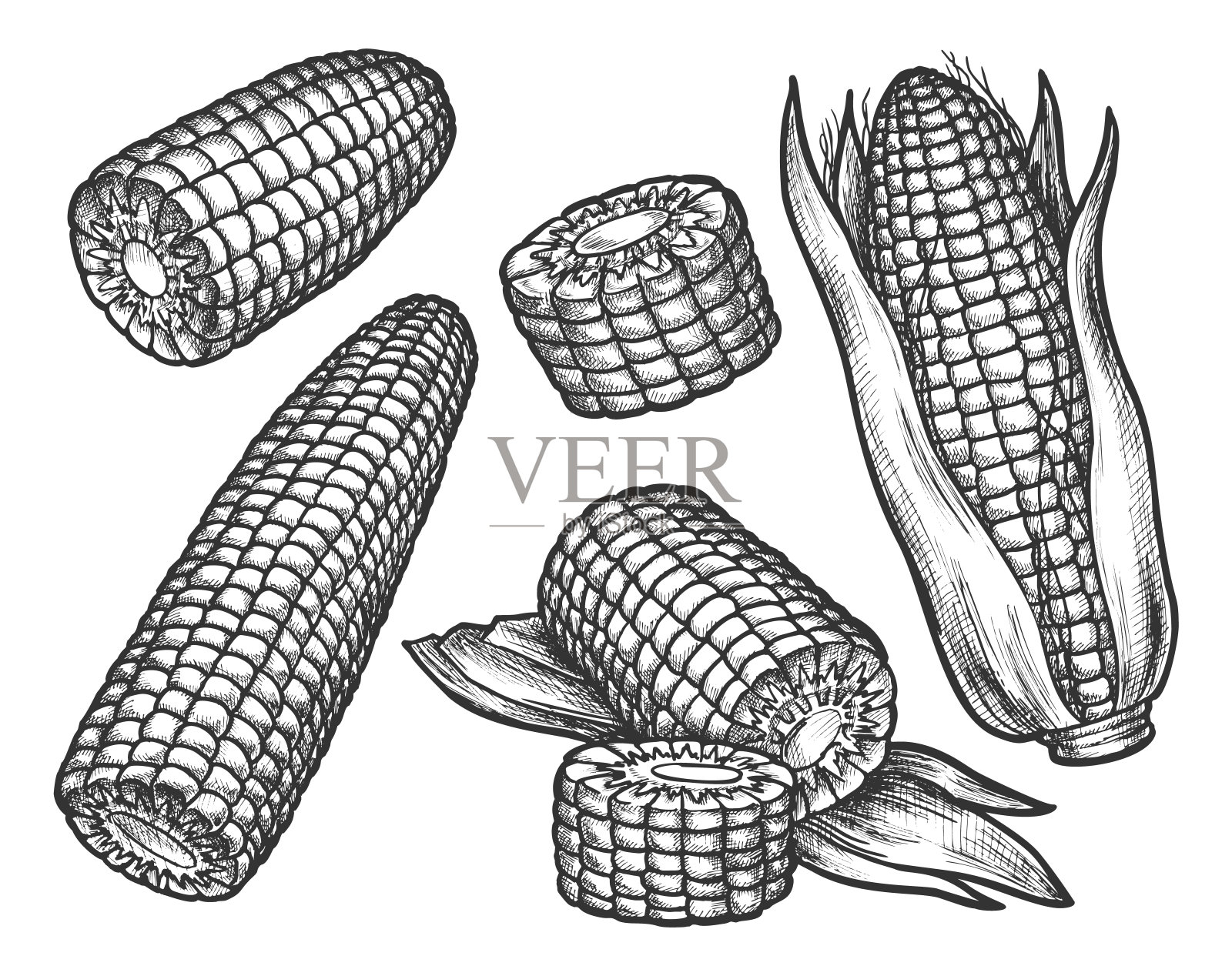 带谷粒的玉米芯复古素描，玉米插画图片素材