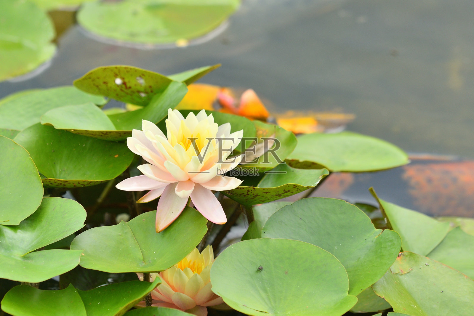 荷塘中的荷花。照片摄影图片