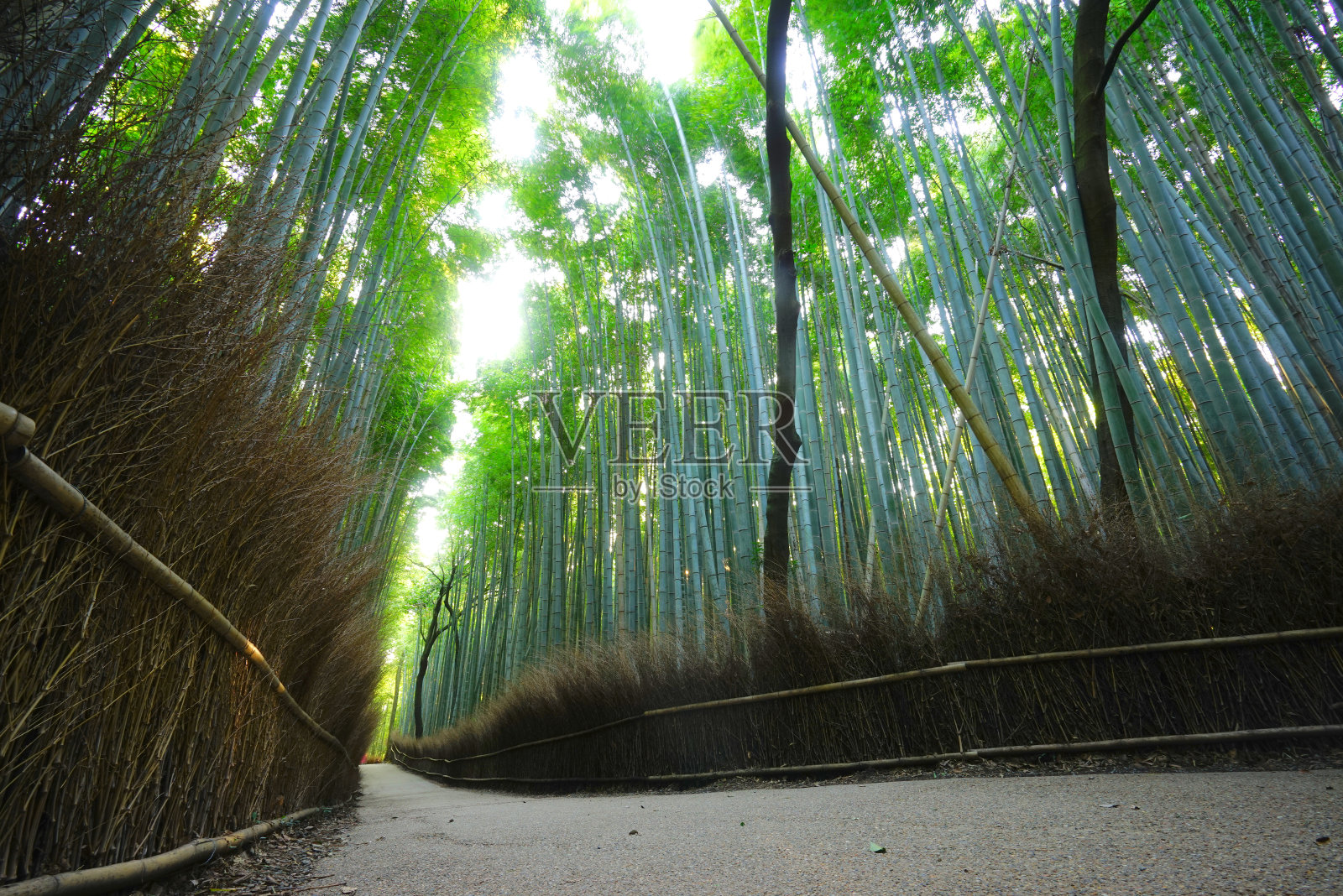 竹林，岚山，京都，日本照片摄影图片