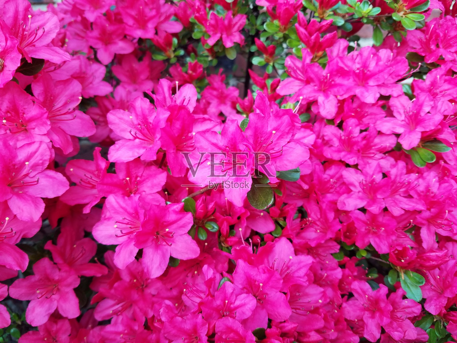 杜鹃花照片摄影图片