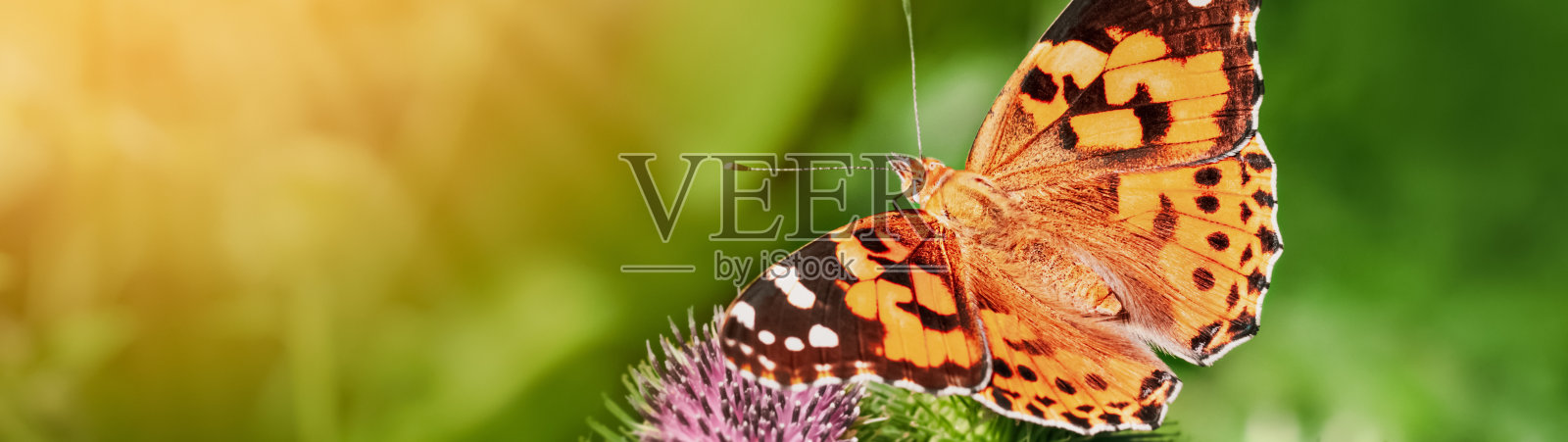 一只蝴蝶坐在牛蒡花上，在一个阳光明媚的夏日横幅全景照片摄影图片