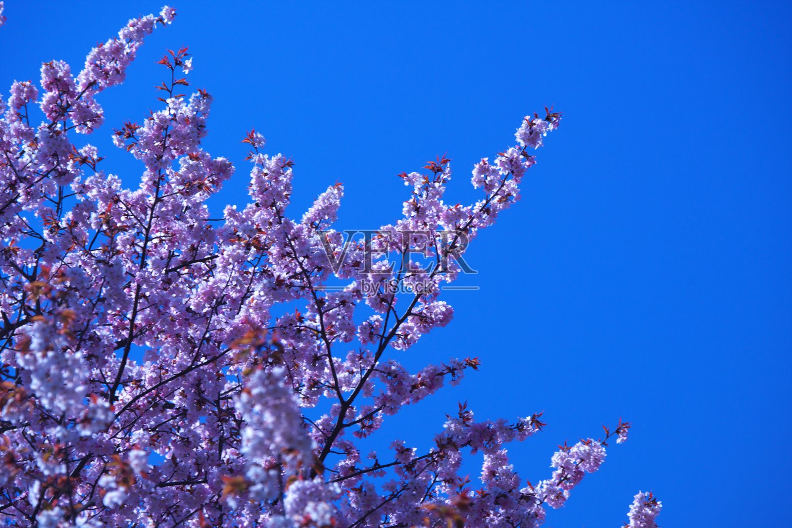 北海道神谷的樱花正盛开照片摄影图片