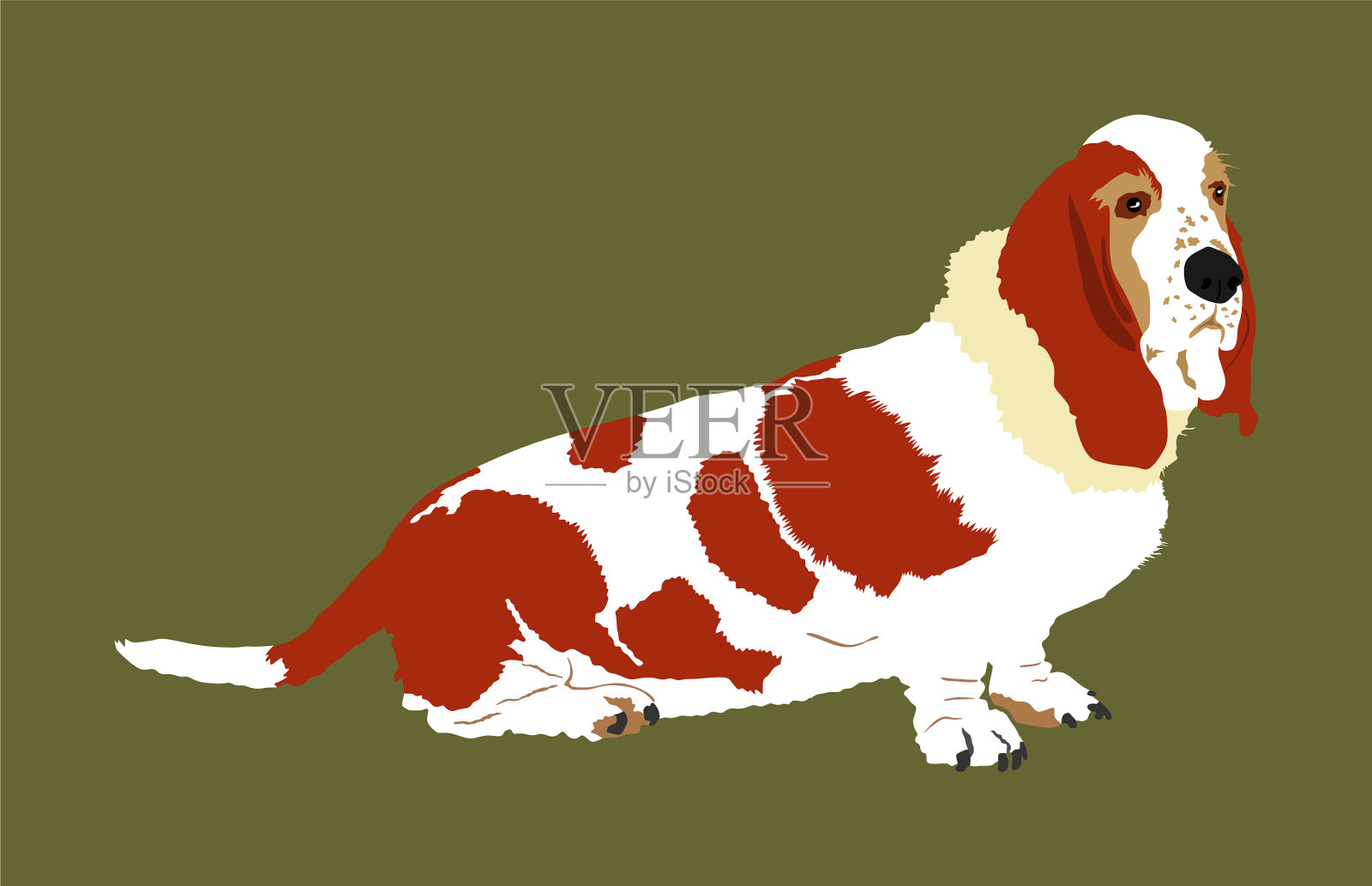 肖像短腿猎犬插画图片素材