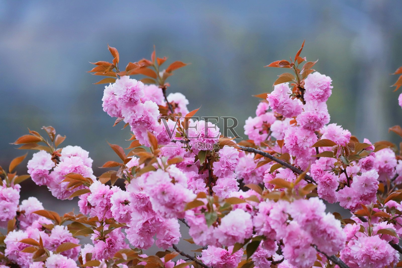 樱花照片摄影图片
