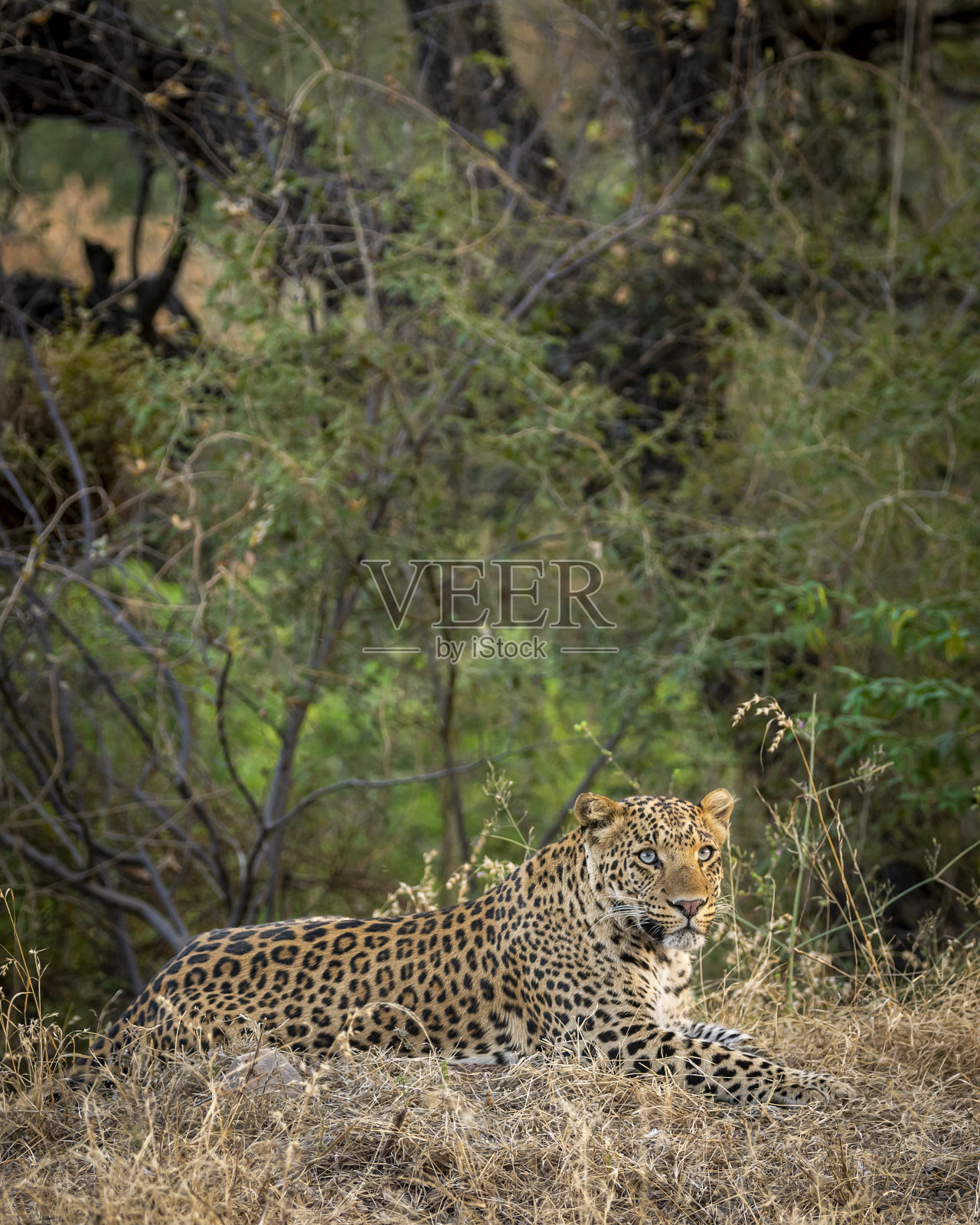 印度野生雄性豹或豹子在自然的绿色背景在户外丛林safari在jhalana森林或豹保护区斋浦尔拉贾斯坦邦印度- panthera pardus fusca照片摄影图片