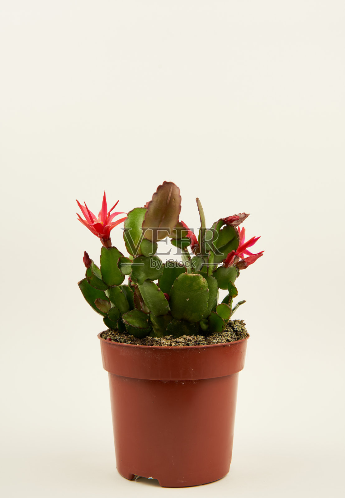 Schlumbergera gaertneri白底锅照片摄影图片