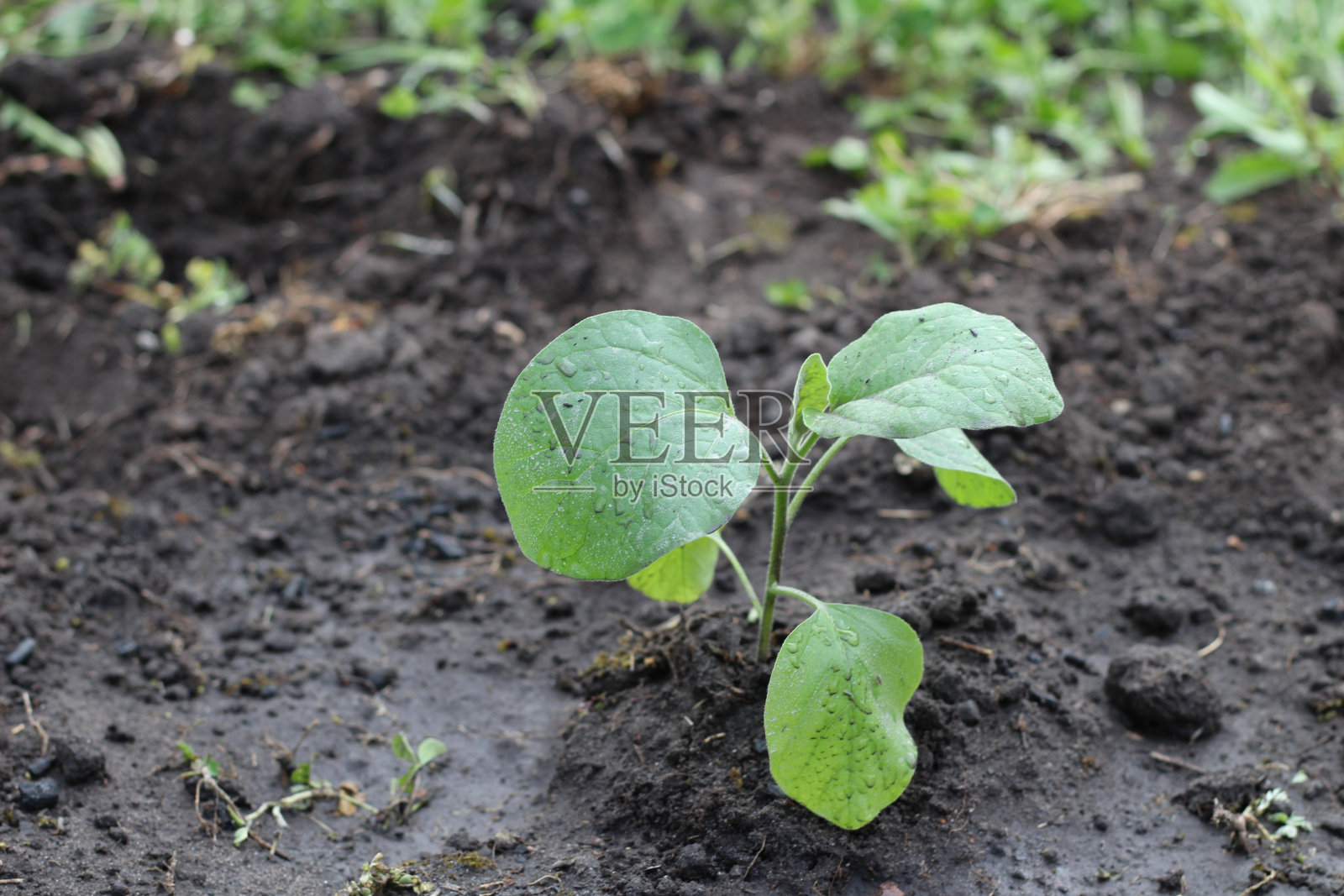 地上的小白菜幼苗照片摄影图片