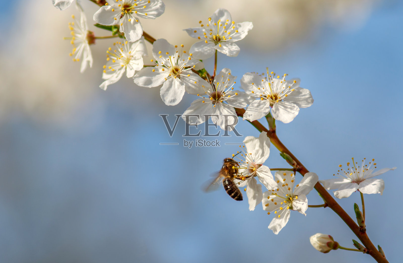 蜜蜂从开花的果树上采集花蜜照片摄影图片