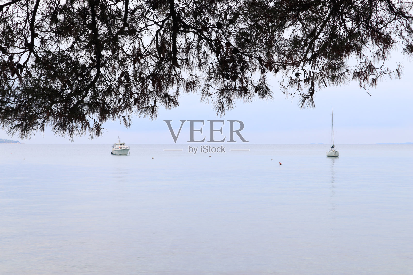 在灰色色调的海景，松树枝的背景与蓝灰色的海和天空与云照片摄影图片