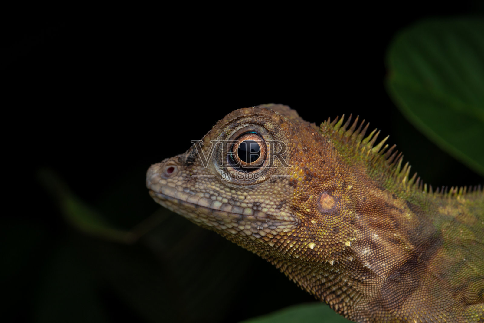 婆罗洲沙巴州珍稀蜥蜴的特写图片照片摄影图片