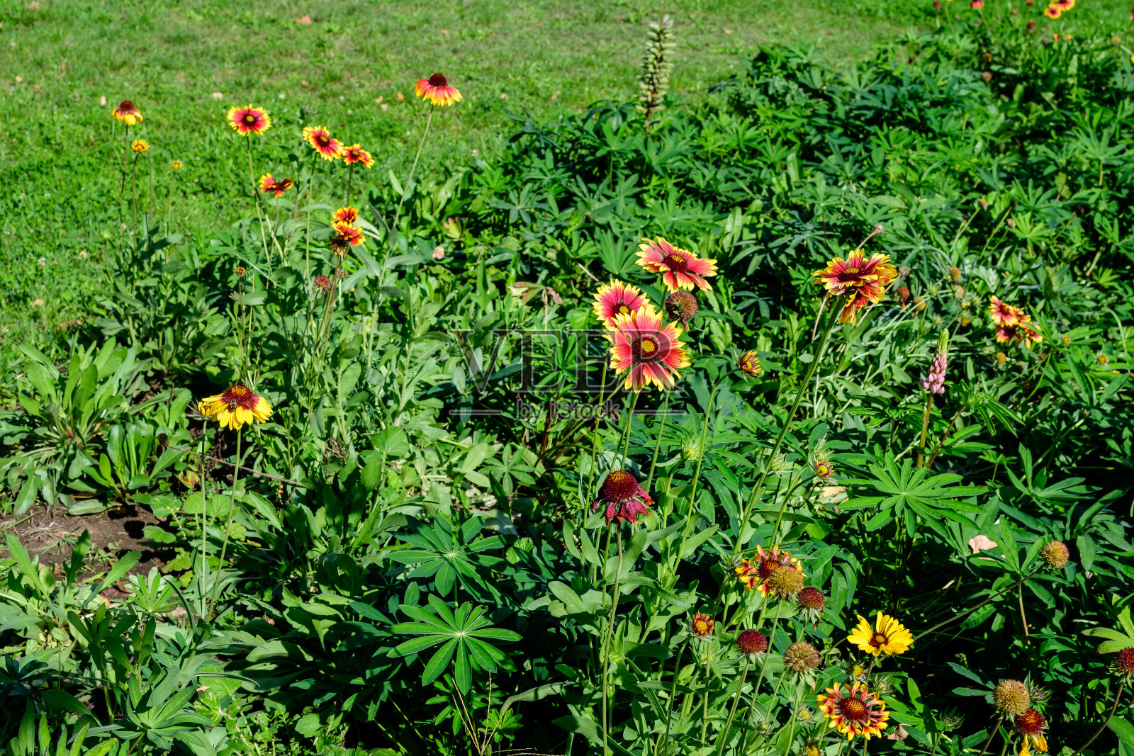 许多鲜艳的黄色和红色的盖亚地花，俗称毯花，和模糊的绿叶在柔和的焦点，在一个花园在一个阳光明媚的夏天，美丽的户外花卉背景照片摄影图片