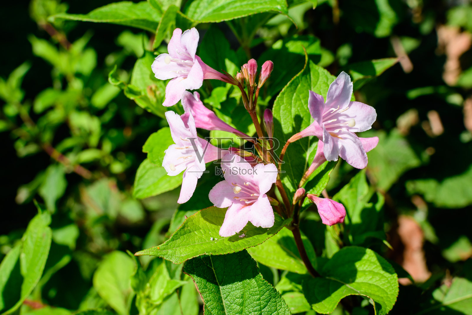 在一个阳光明媚的春日，美丽的户外花卉背景与软焦点拍摄的娇嫩的白色威格拉佛罗里达植物的近距离开花在一个花园照片摄影图片