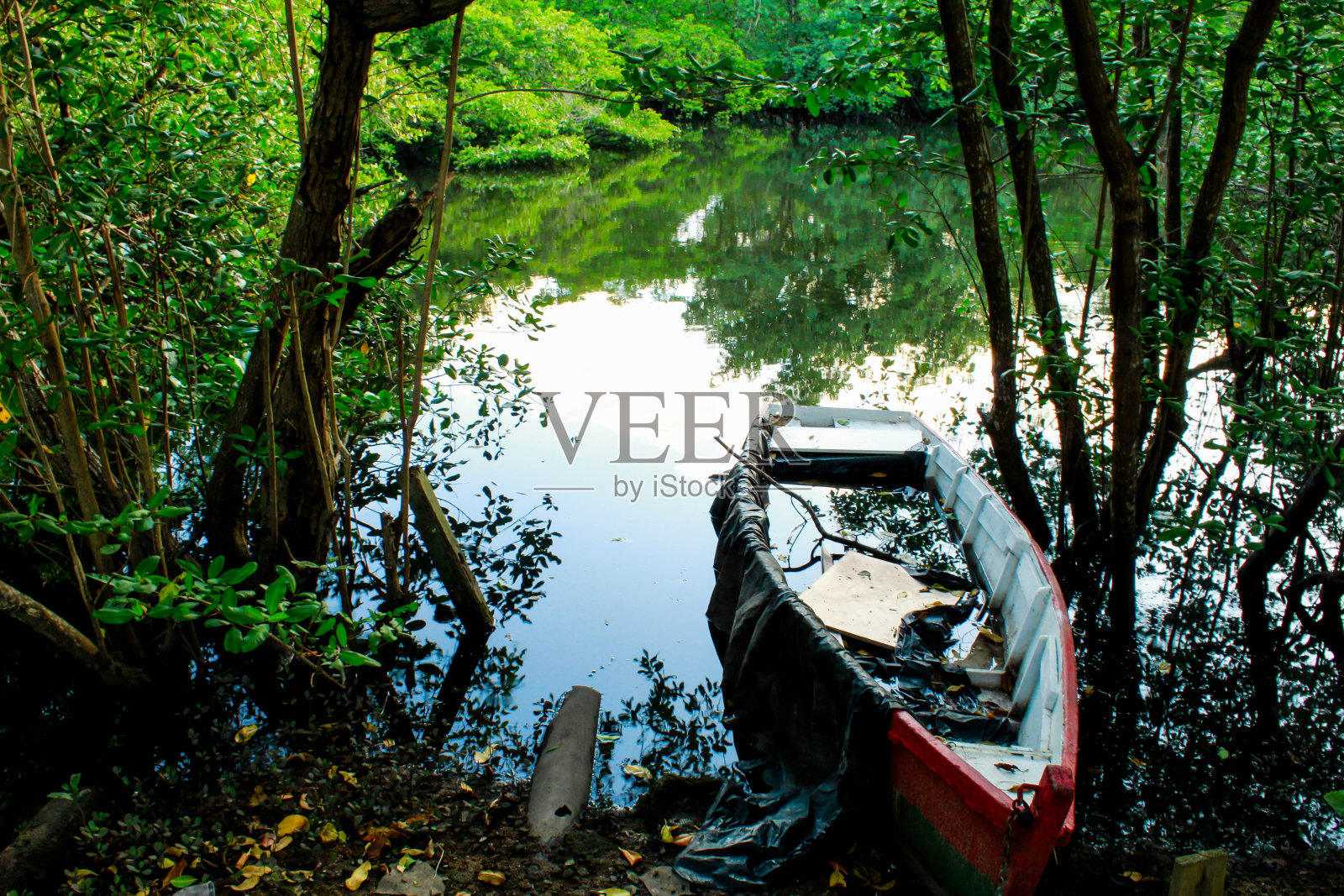 独木舟在红树林照片摄影图片