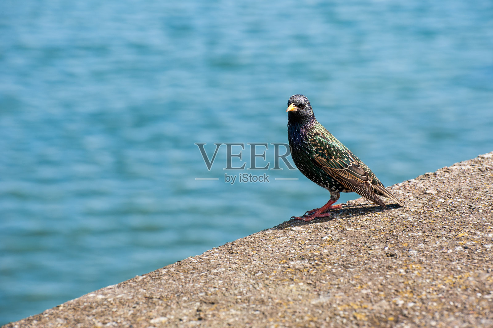 椋鸟-爱尔兰常见的鸟照片摄影图片