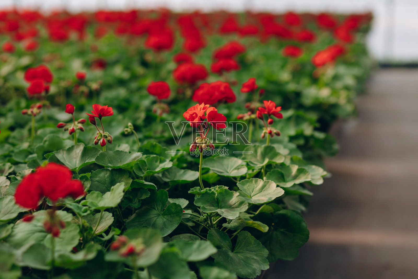 温室中大量的块茎秋海棠(海棠属)的红色花朵。橘子园里的花。种植各种五颜六色的花卉。漂亮的花在商店。园艺。花园中心。照片摄影图片