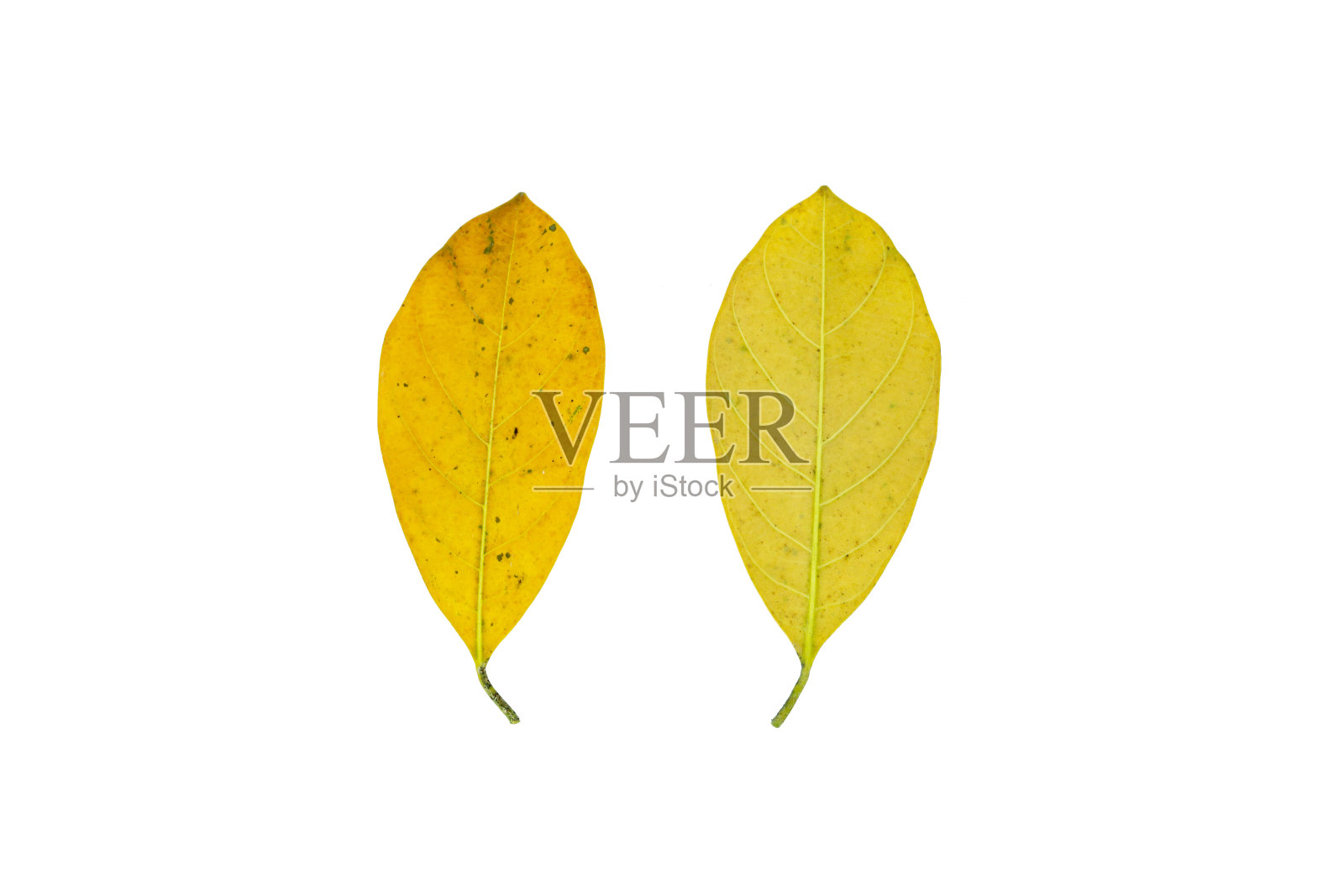 白色背景上的干叶子照片摄影图片