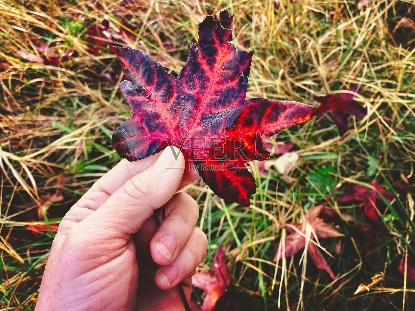 女人手中的秋叶照片摄影图片