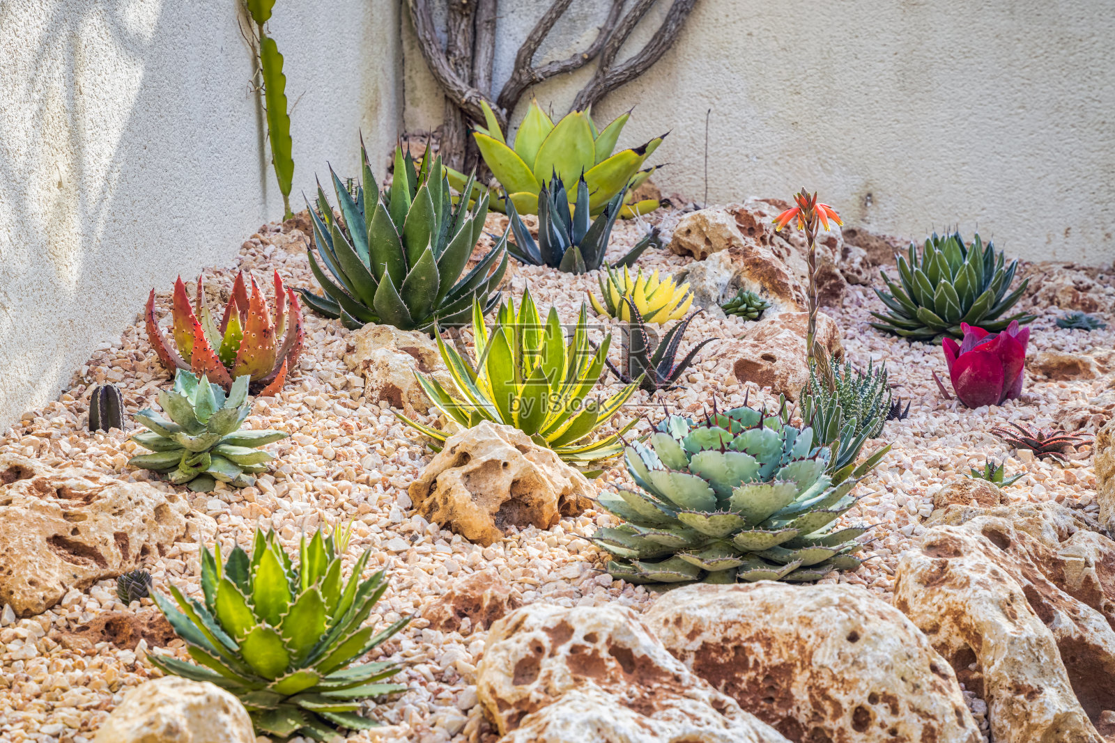 马略卡岛的一个小石头花园中种植着不同类型的龙舌兰(世纪植物)和芦荟照片摄影图片