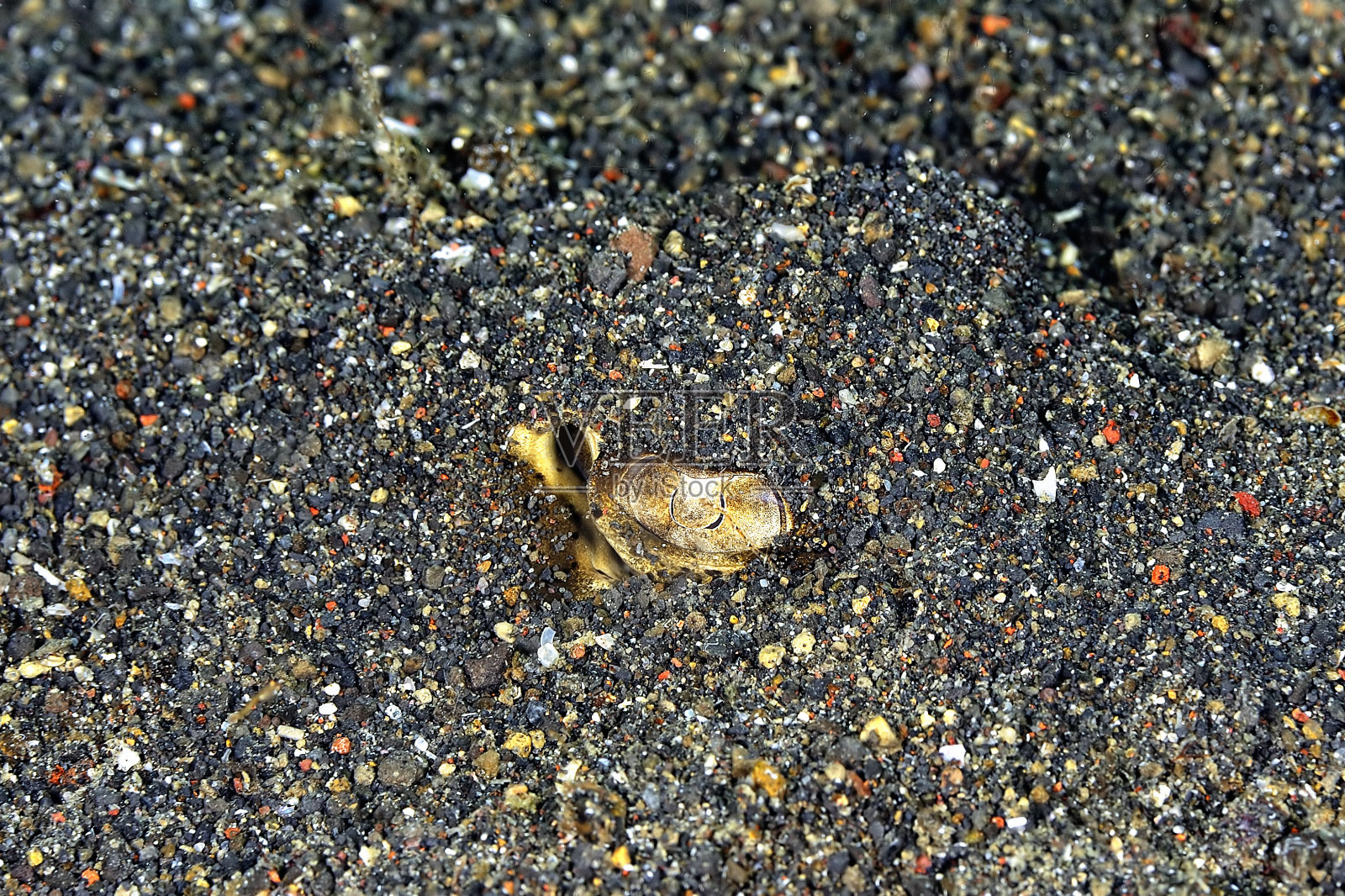 底部是一幅美丽的蓝斑黄貂鱼图片照片摄影图片
