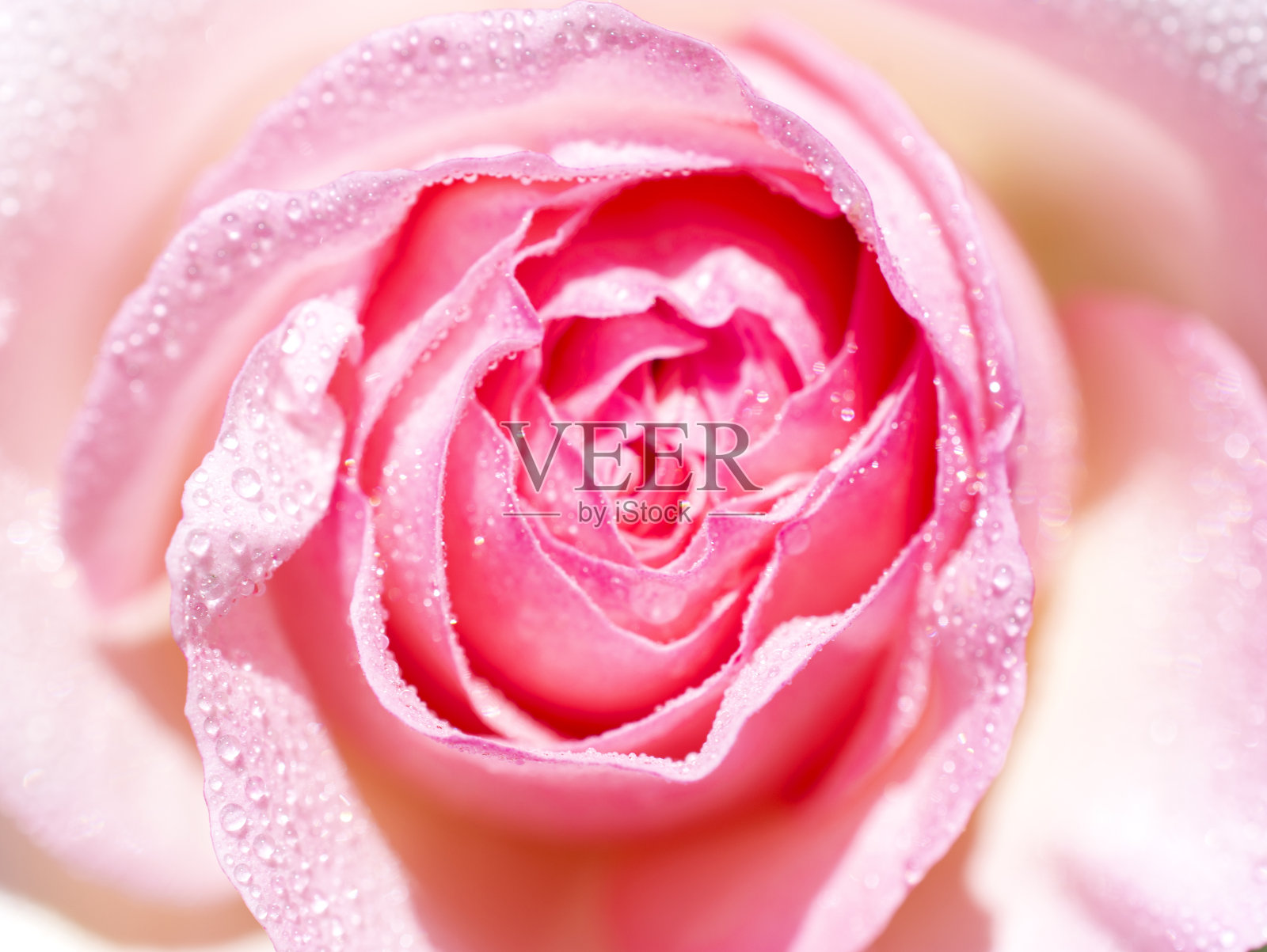 粉红玫瑰的特写照片摄影图片