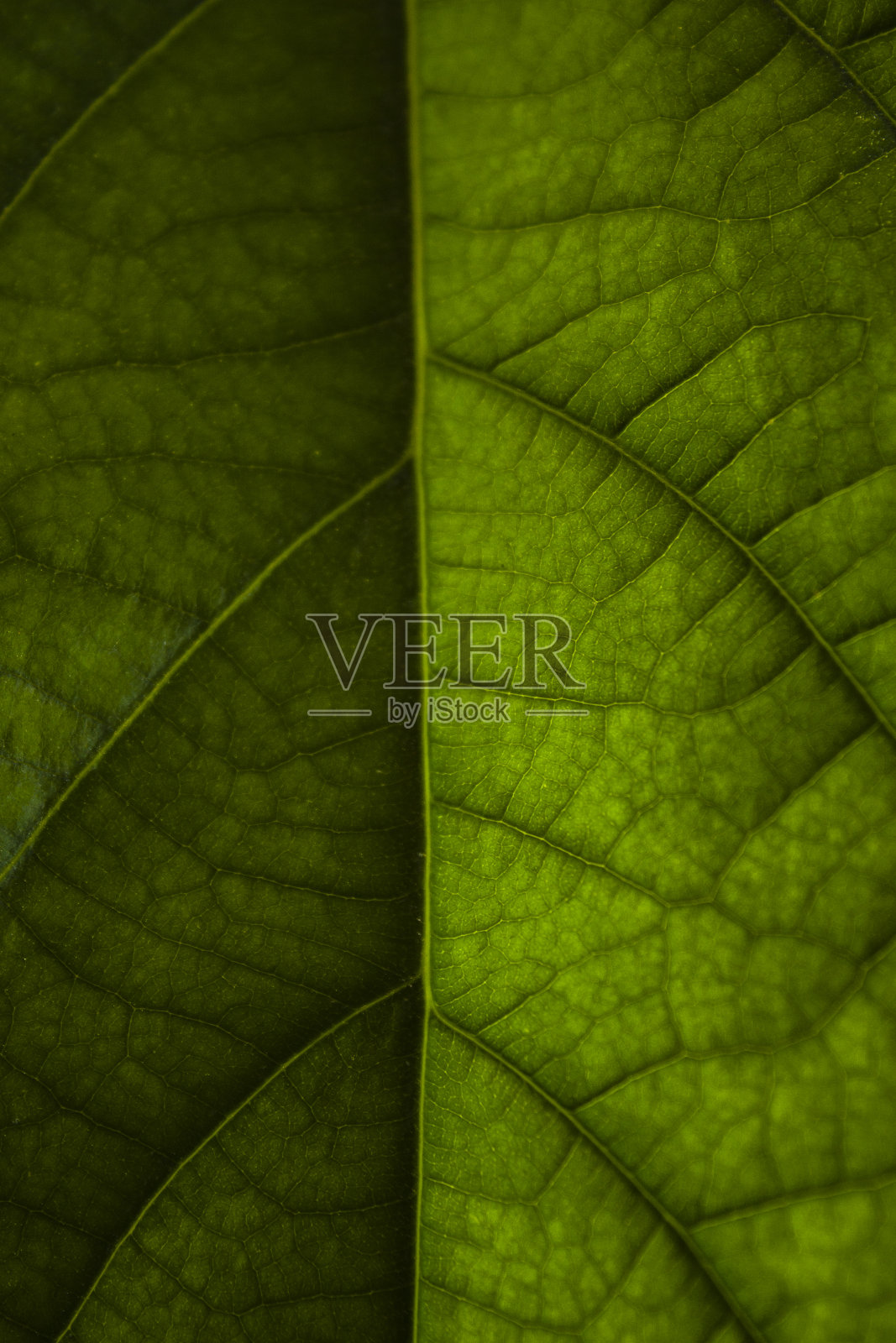 绿叶的特写照片摄影图片