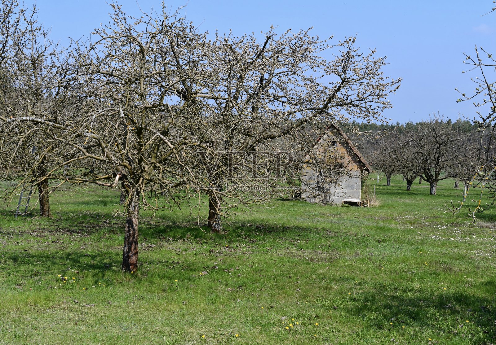 Franconia樱花盛开的风景照片摄影图片