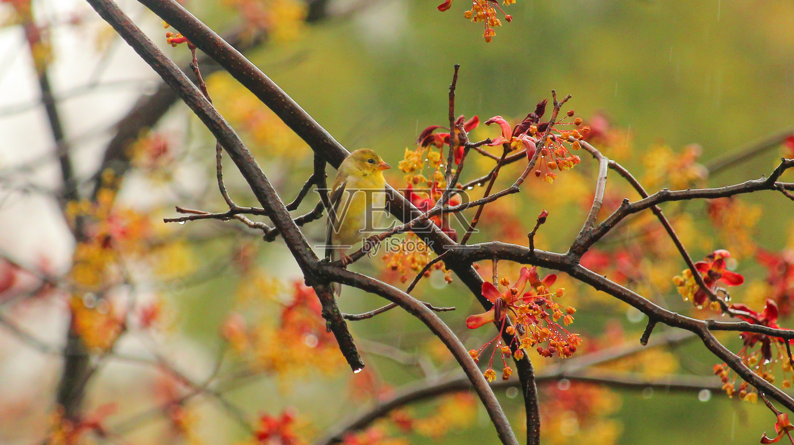 金翅雀的鸟照片摄影图片