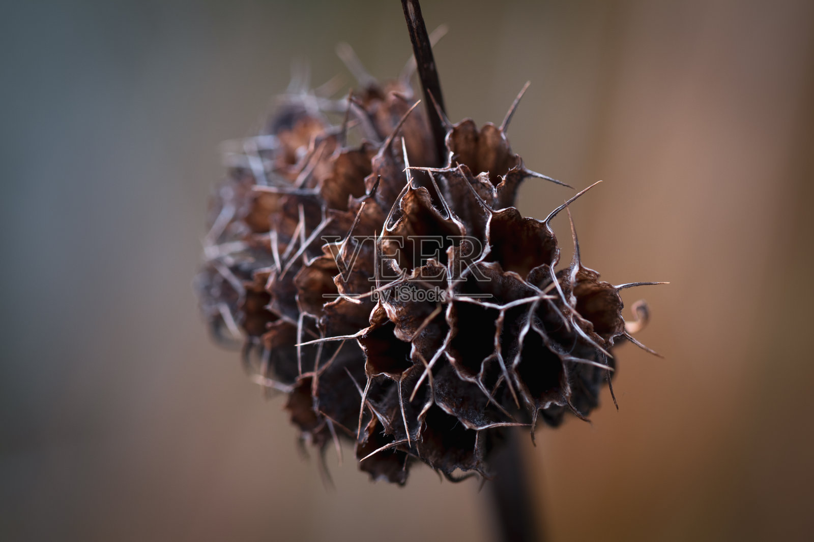 干野花特写照片摄影图片