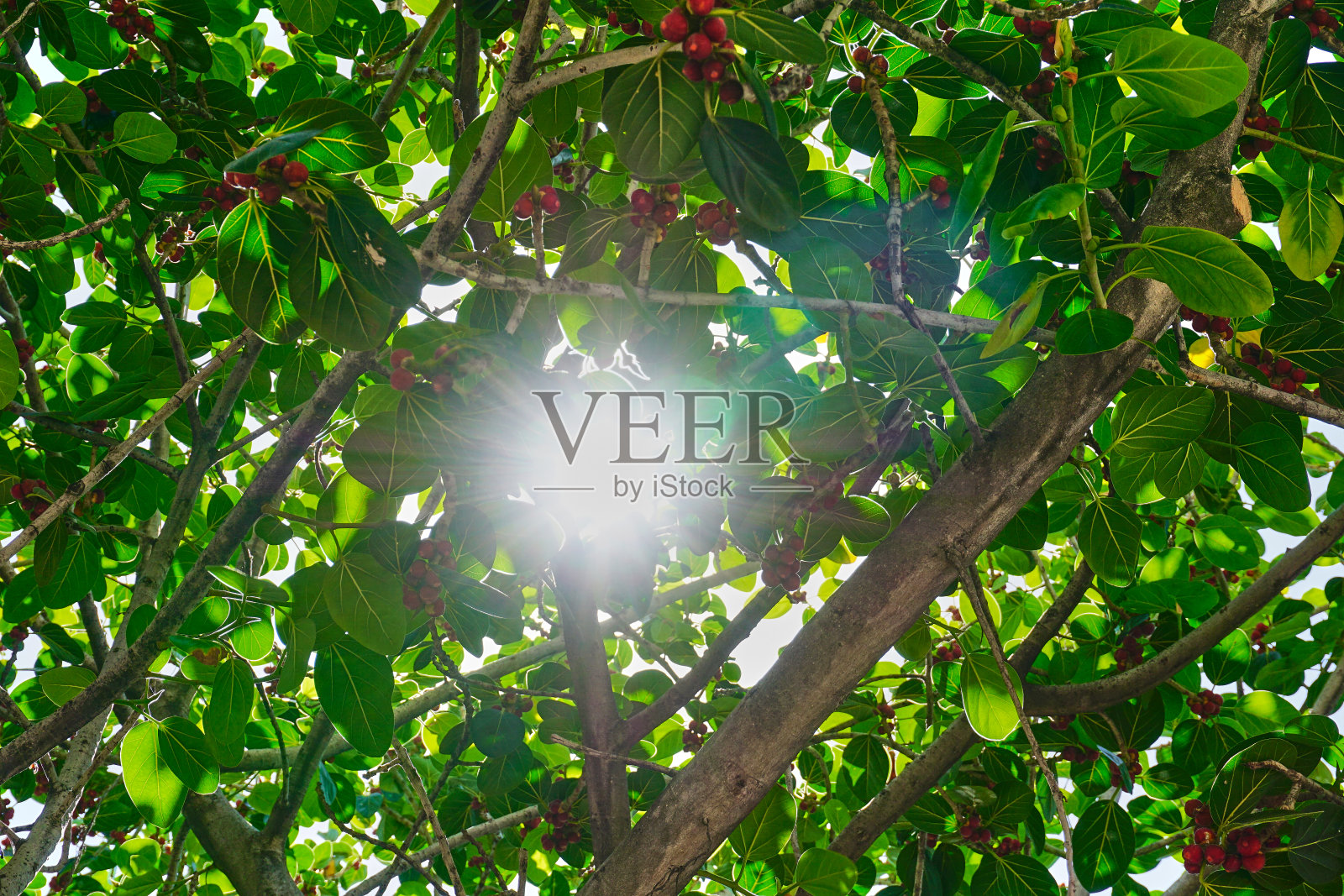 美妙的阳光透过绿叶照片摄影图片