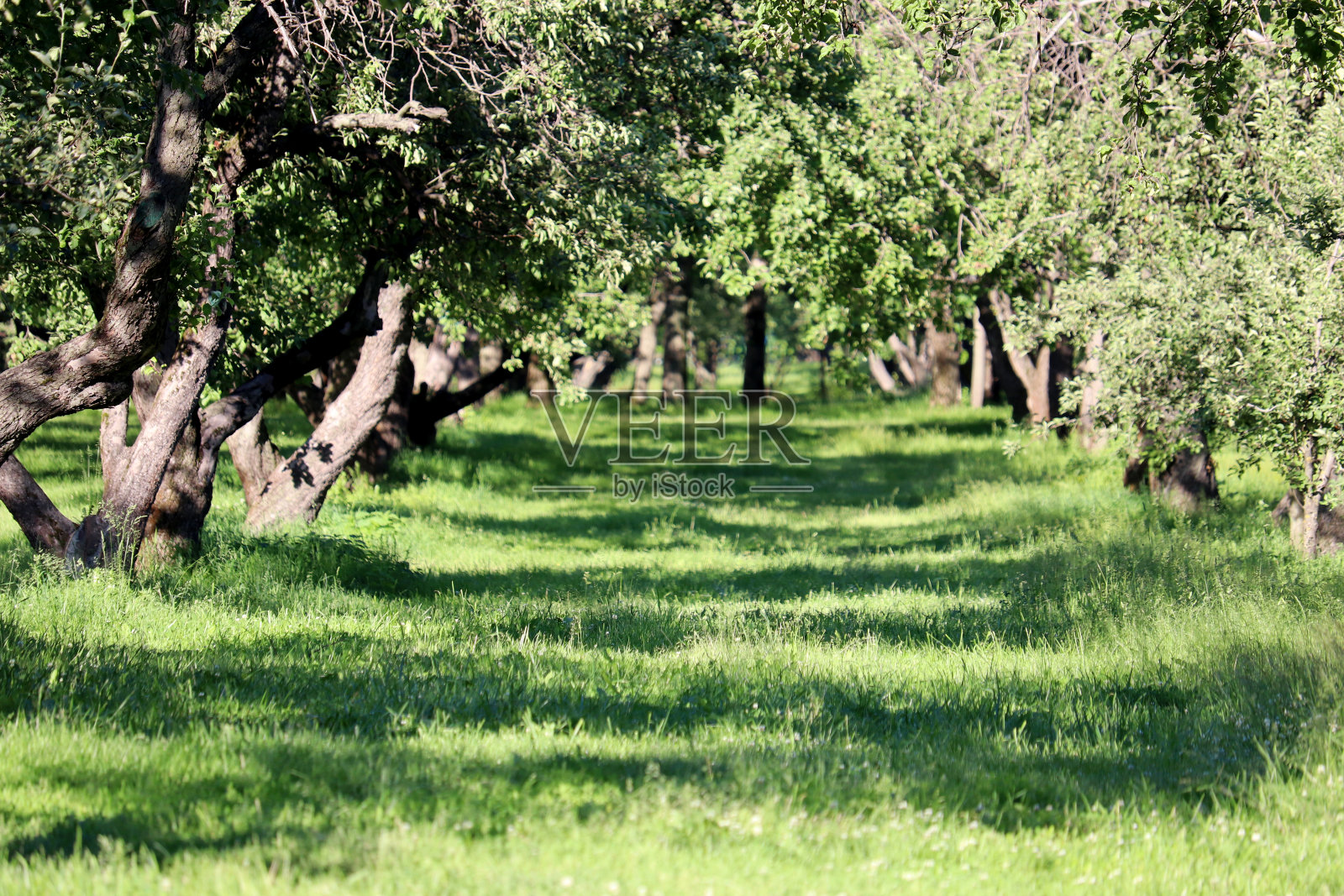 老树枝和绿草的小路照片摄影图片