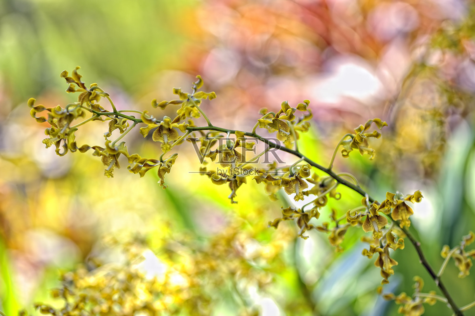 一幅美丽的彩色兰花画照片摄影图片