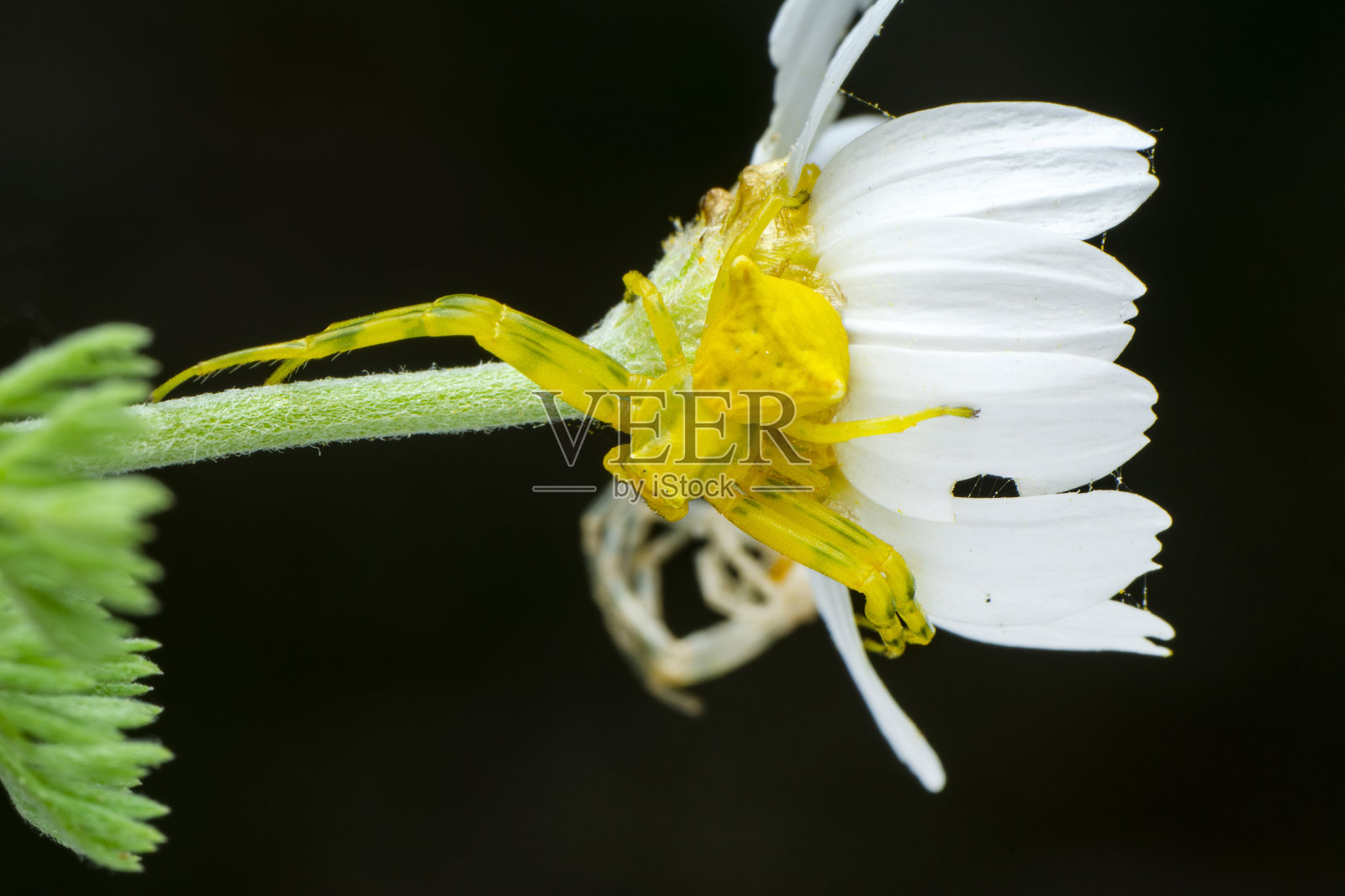 黄蟹蛛宏照片摄影图片