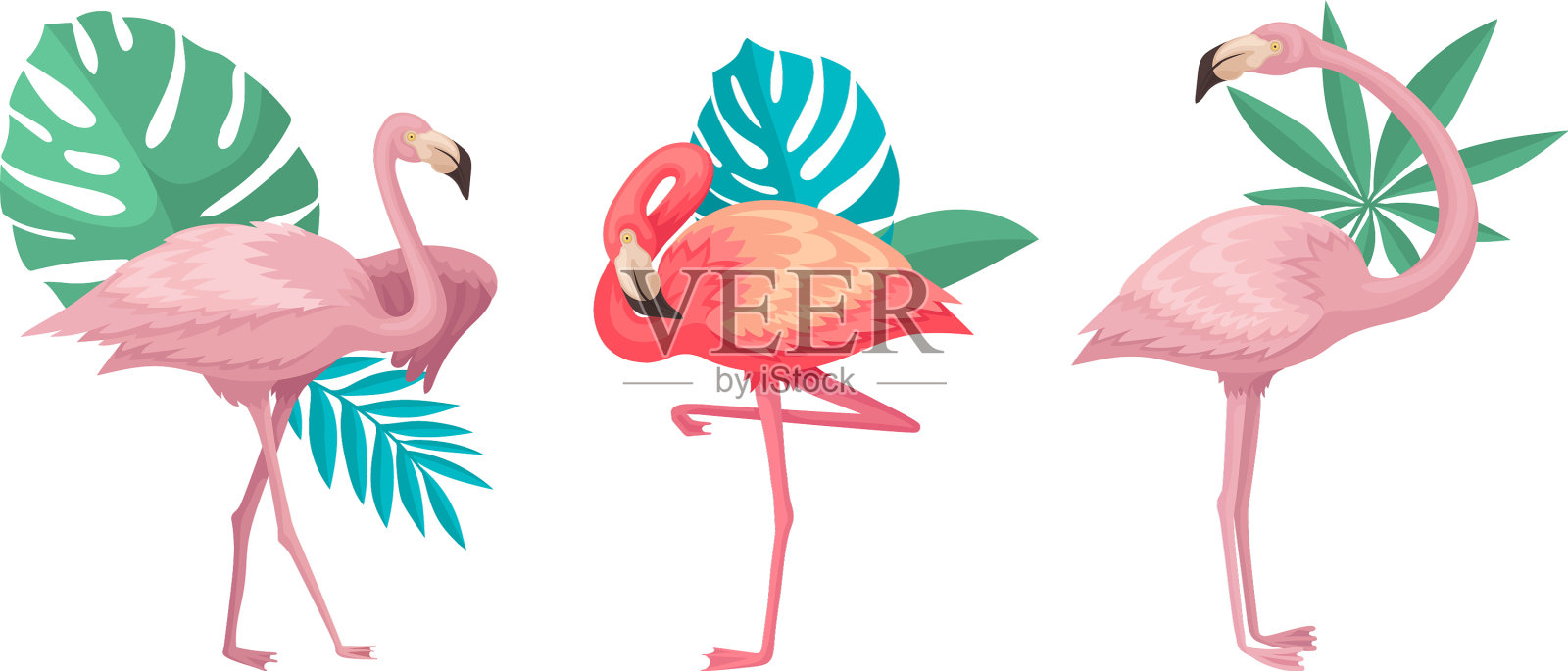 火烈鸟在不同的姿势与热带树叶插画图片素材
