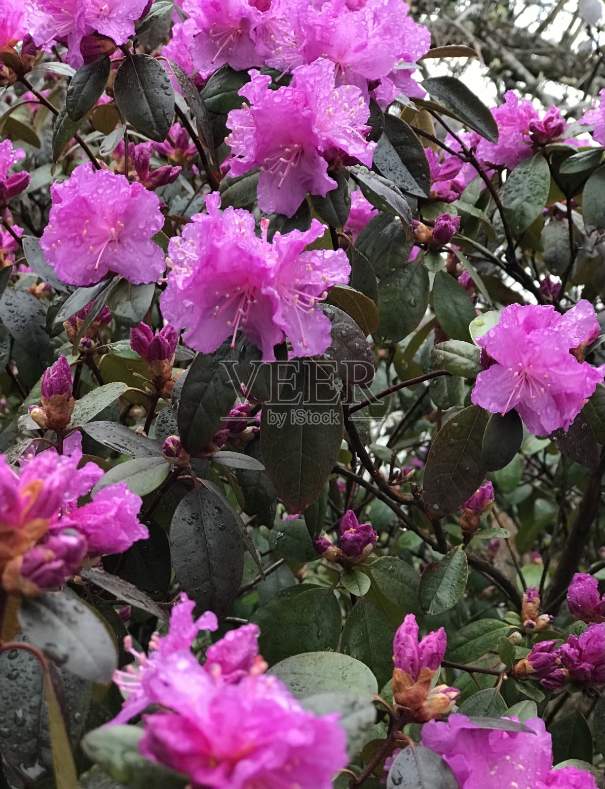 小叶杜鹃“午夜红宝石”照片摄影图片