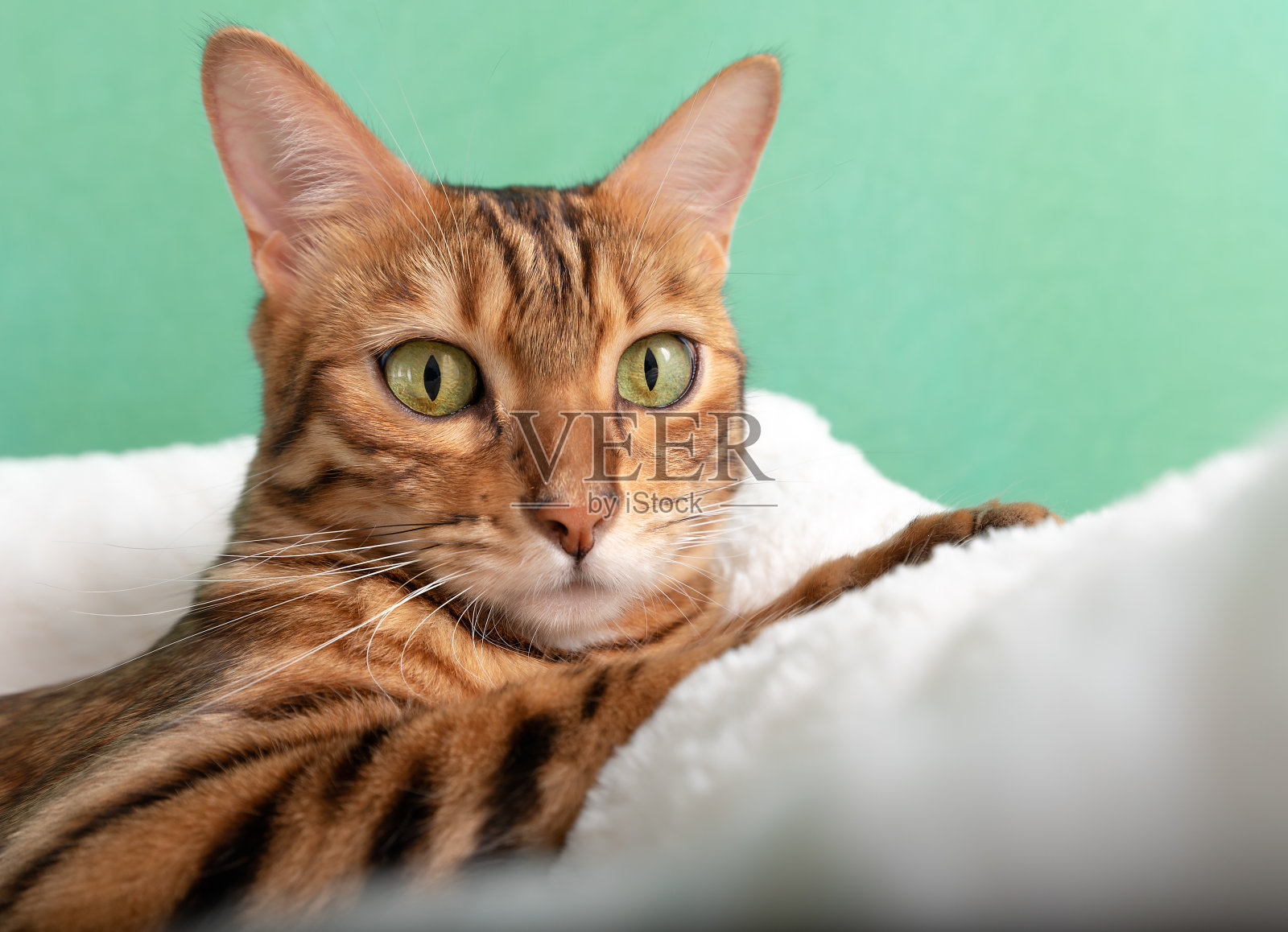 可爱的孟加拉猫休息在柔软的猫床照片摄影图片