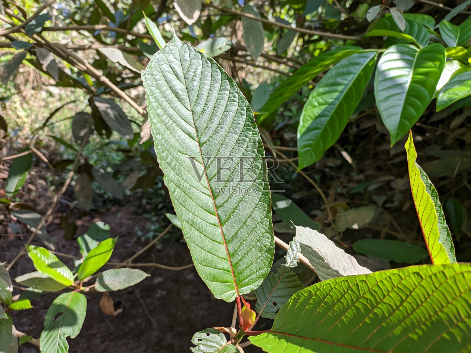 金龟子属植物(Mitragyna speciosa)生长在热带自然中，野生肥沃照片摄影图片